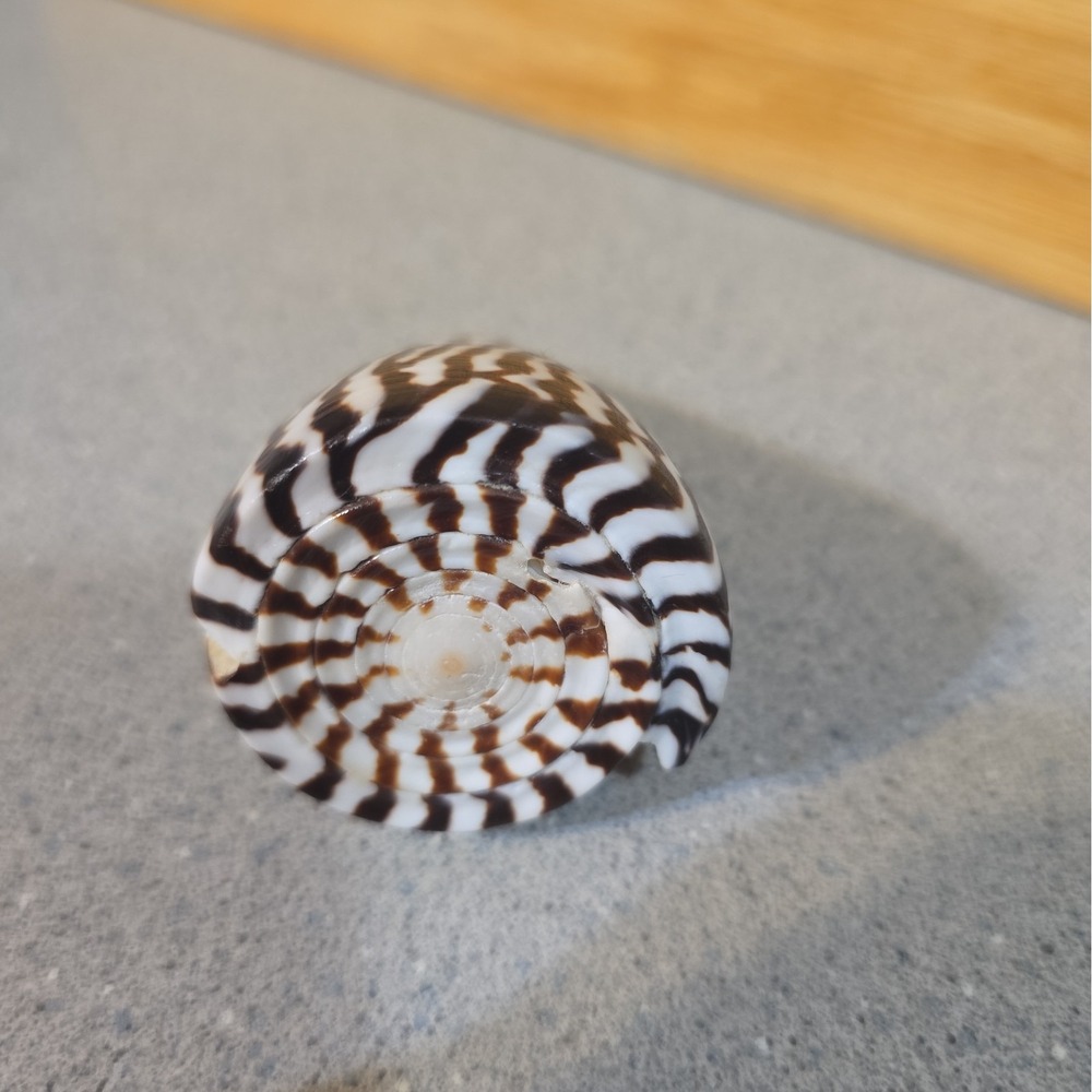 Vintage Conus Litteratus Cone Seashell Hawaii Coast 1990, 3 Inch - Picture 2 of 6
